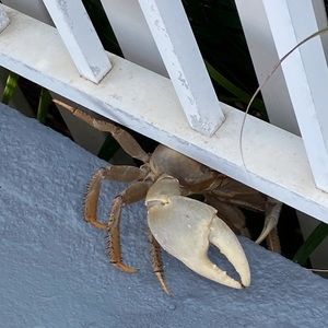 Meet your Posher, Peggy